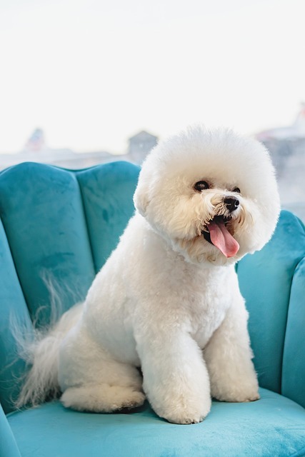 Cloudwhisker pet spa specialist with gentle grooming atmosphere
