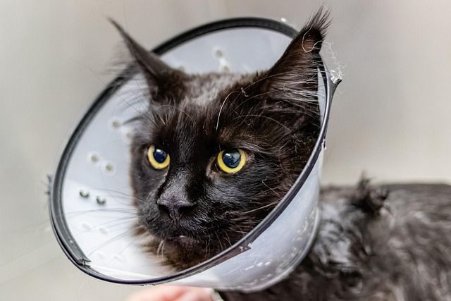Tall pet grooming mood image with pastel spa styling